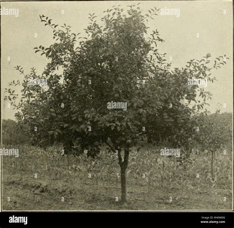 Old english apple varieties hi-res stock photography and images - Alamy