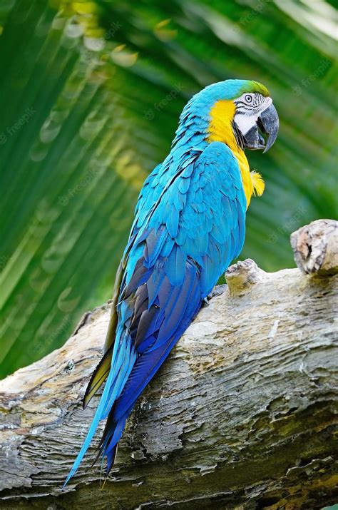 Premium Photo | Blue and gold macaw