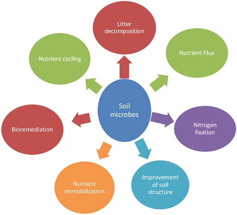 1 Roles Of Soil Microbes In An Ecosystem Download Scientific Diagram