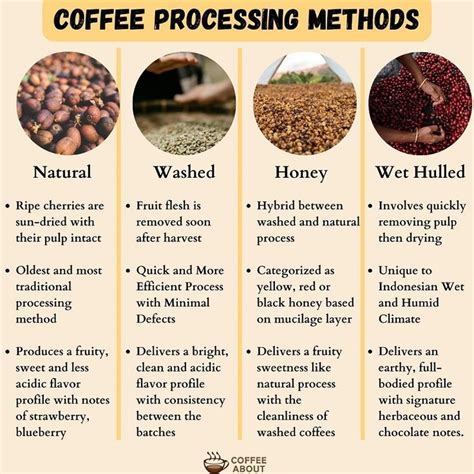 Coffee Processing Methods Explained in 2024 | Coffee process, Coffee roasting process, Coffee ...