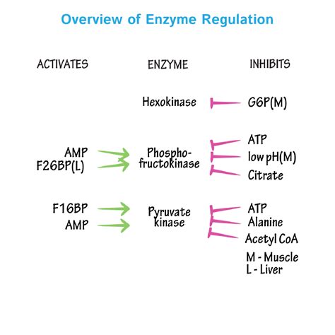 Biochemistry Glossary: Regulation of Glycolysis | ditki medical ...