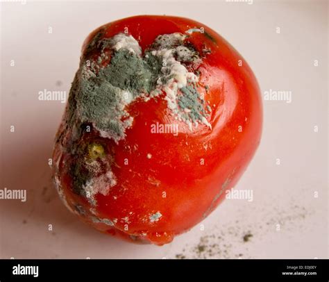 Rotten Tomato High Resolution Stock Photography And Images Alamy