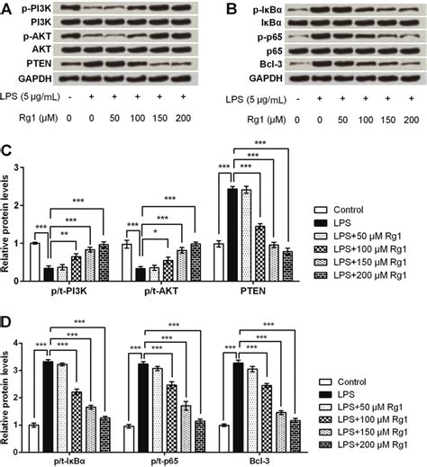 Ginsenoside Rg1 Suppressed Lipopolysaccharide Lps Induced Hk 2 Cells