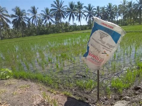 Pupuk Npk Bersubsidi Langka Subsidi Pupuk Dikurangi Pemerintah