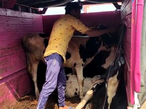 Police Caught 8 Cows From Pickup Released 8 Insects And Left Them In The Cowshed गोवंश का