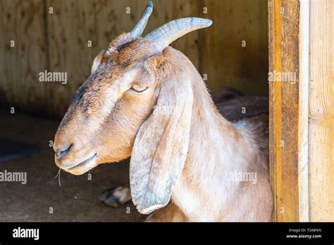 Anglo Nubian Goatcapra Aegagrus Hircus At Woburn Safari Park Stock