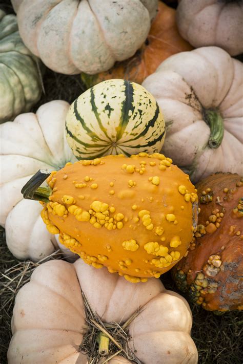 Best Pumpkin Varieties for Decorating and Cooking - Flower Magazine