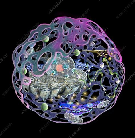 Human Cell Illustration Stock Image C0479884 Science Photo Library