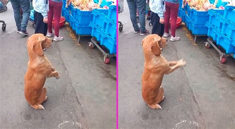 TikTok viral Perrito es captado pidiéndole comida a vendedora de