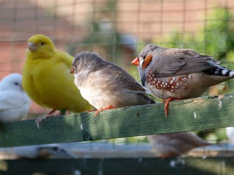 Zebra Finch Lifespan Food Care Guide Cute Parrots