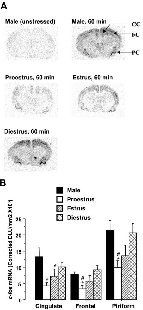 A Phosphor Screen Images Showing C Fos Mrna Hybridization Signal In Download Scientific