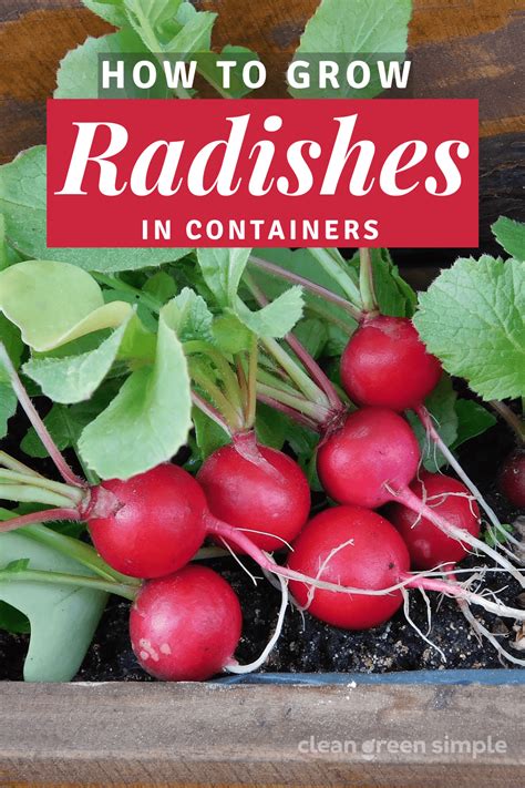 How To Grow Radishes Artofit