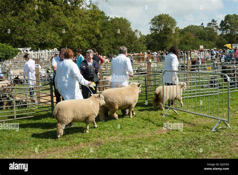 Sheep judging at show Stock Photo - Alamy