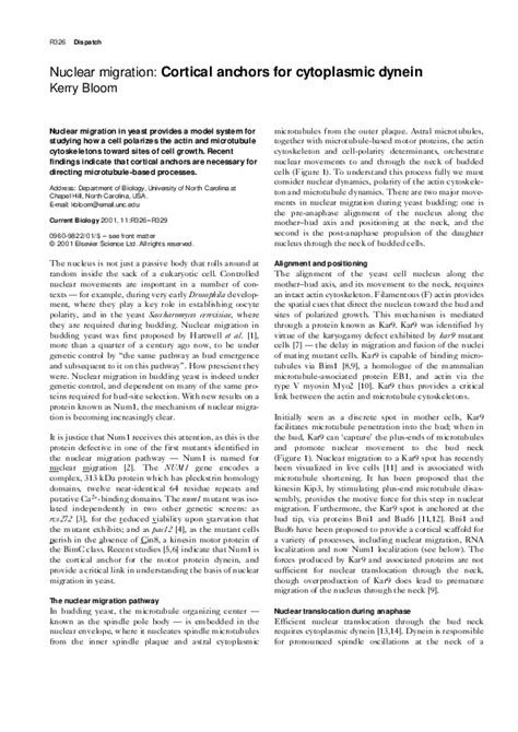 Pdf Nuclear Migration Cortical Anchors For Cytoplasmic Dynein