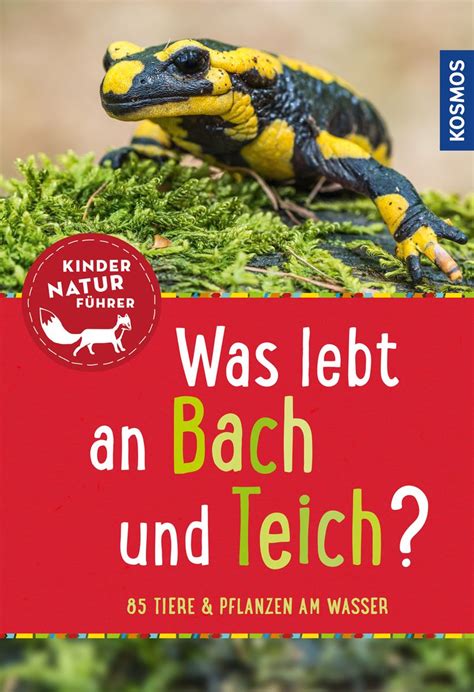 Was Lebt An Bach Und Teich Kindernaturf Hrer Online Kaufen