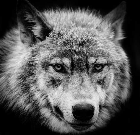 Wolf Eyes Wallpapers - Wallpaper Cave