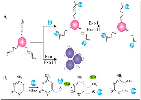 A Schematic Illustration Of The Aunp Based Colourimetric Dna Mtase