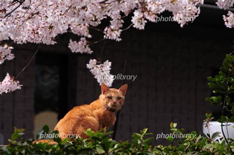 猫と桜 写真素材 4225174 フォトライブラリー Photolibrary