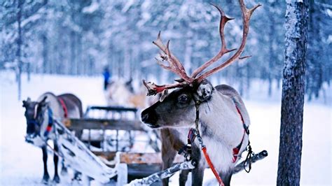 A List Of Santas Reindeer Names And Their Personalities Holidappy