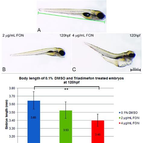 Zebrafish Embryo Length Is Affected By Triadimefon Exposure A C