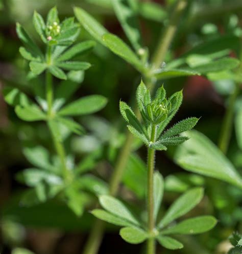 A Forgotten Feast Rediscovering The Culinary Delights Of Cleavers