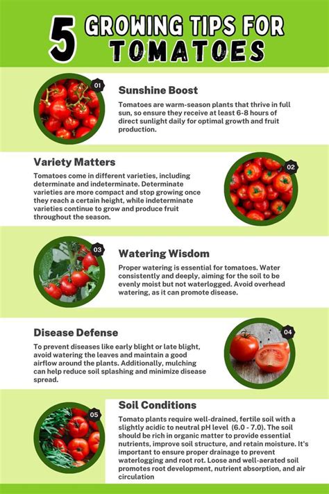 Tomato Plants Growing Tips | Planting Tomatoes | Food Garden | Garden ...