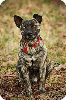 Brindle Catahoula Black Mouth Cur Mix