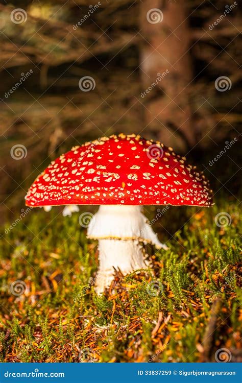 Cogumelo Do Agaric De Mosca Imagem De Stock Imagem De Folha Perigo