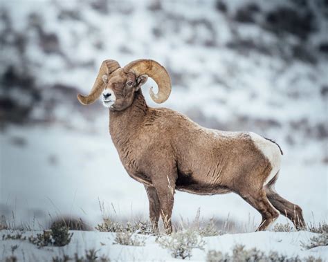 Iconic North American Wildlife