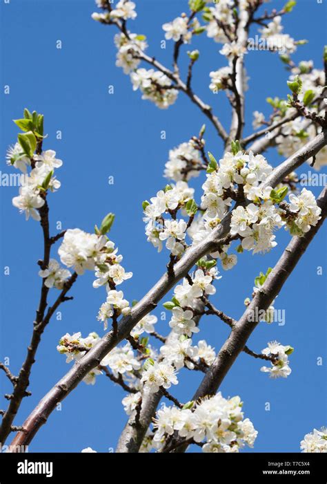 Prunus Domestica Tree Hi Res Stock Photography And Images Alamy