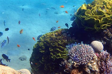 Life and Biodiversity on Coral Reefs Stock Photo - Image of australia ...