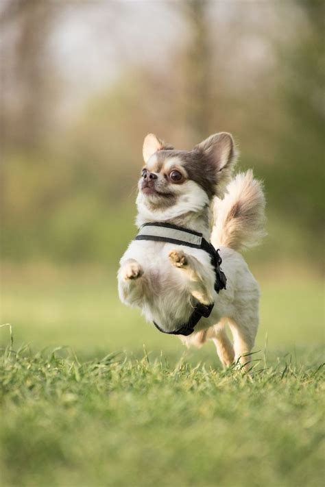 Free Image on Pixabay - Dog, Chiwawa, Animal, Run, Leap | Happy dogs ...