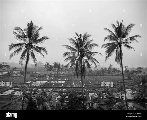 Farmland Paddy Field Area With Three Coconut Tree Tropical View