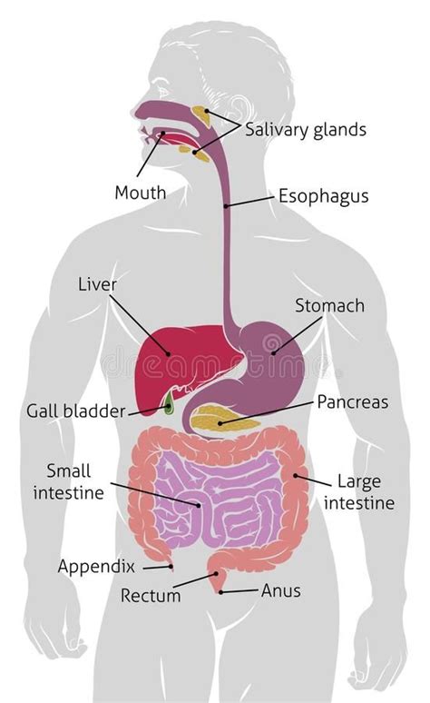 Illustration à propos Un diagramme humain anatomique d appareil gastro