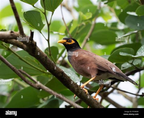 Mynah Bird Hi Res Stock Photography And Images Alamy