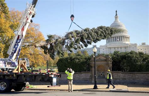 Us Capitol Christmas Tree Arrives From California Abc News