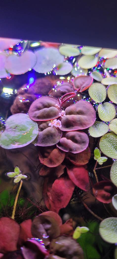 Red Root Floater Flowers : r/PlantedTank