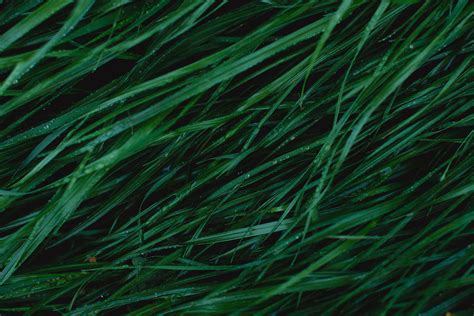 What is Scotch Whisky? | Lark Distilling Co. – LARK Distillery