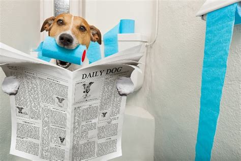 Potty Training Tips | Puppy Potty Training | How To Potty Train A Puppy