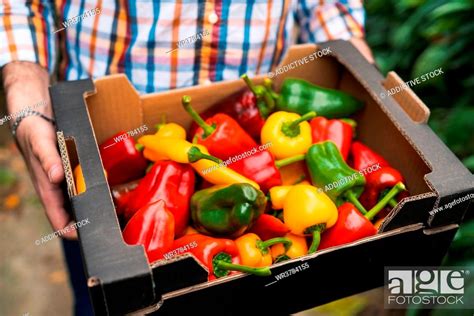 bell pepper, harvest, gardening, Stock Photo, Picture And Royalty Free ...