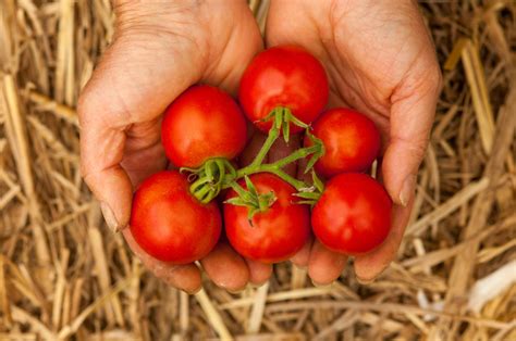 Tomate Grappe Matina Solanum Lycopersicum P Pini Re Astrance