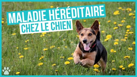 Les Maladies Génétiques Héréditaires des chiens YouTube