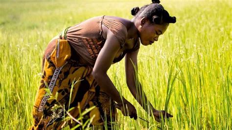 Agriculture in Tanzania- TanzaniaInvest