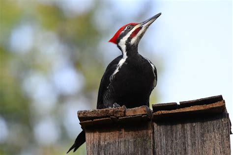 Florida S Ivory Billed Woodpecker Is Officially Extinctbut A Few Still