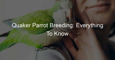 Quaker Parrot Breeding: Everything To Know - For The Parrot