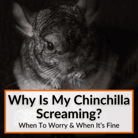 Breeding Chinchillas Everything You Need To Know