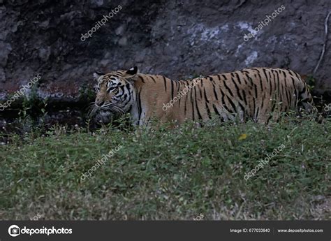 Sumatran Tiger Stalking Its Prey Grassland Large Carnivore Has ...