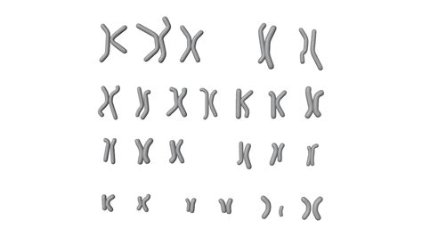 Human Karyotype 3D Model - Male and Female