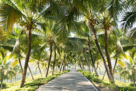 Walkway With Coconut Tree In The Garden Stock Image Image Of Natural