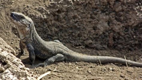 El Lagarto Gigante De La Gomera Entre El Atractivo Turístico Y El